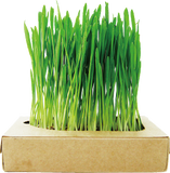Cat Grass Fresh Cultivation Box-Cat Lettuce
