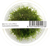 ADA Pearl Moss Callicostella prabhaktina IC802