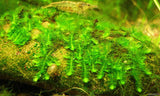 ADA Pearl Moss Callicostella prabhaktina IC802