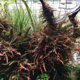 ADA Sawtower UK Hygrophilla pinnatifida 'UK' IC497