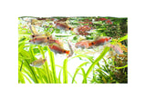 ADA Nutritional Fish Food AP Premium Edition (AP1,2,3)