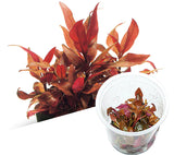 ADA Alternanthera reineckii 'Mini' IC408