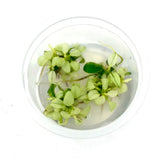 ADA Snow flake Anubias barteri var.nana 'Snow flake' IC126