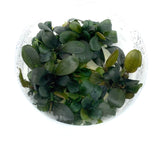 ADA Bucephalendra Green wavy IC179