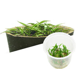 ADA Cryptocoryne Parva IC093
