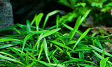 ADA Cryptocoryne Parva IC093