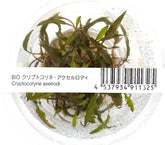 ADA Cryptocoryne axelrodi IC090