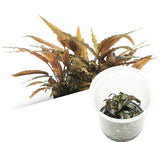 ADA Cryptocoryne axelrodi IC090