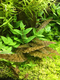 ADA Cryptocoryne axelrodi IC090