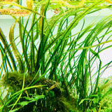 ADA Cryptocoryne balansae IC098