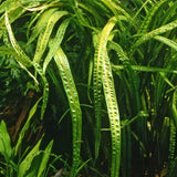 ADA Cryptocoryne balansae IC098