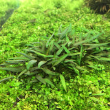 ADA Cryptocoryne lucens IC091