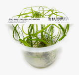 ADA Cryptocoryne sivadasanii IC199