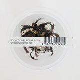 ADA Cryptocoryne spiralis tiger IC198