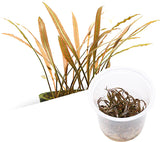 ADA Cryptocoryne spiralis tiger IC198