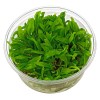 ADA 綠溫蒂椒草 Cryptocoryne wendtii 'Green' IC092