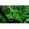ADA 綠溫蒂椒草 Cryptocoryne wendtii 'Green' IC092