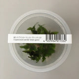 ADA Cryptocoryne wendtii 'Green gecko' IC099