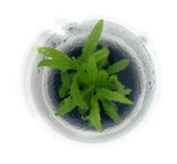 ADA Adelae Felt Moss (for amphibious tanks) Drosera adelae IC372