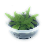 ADA Adelae Felt Moss (for amphibious tanks) Drosera adelae IC372