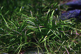 ADA Echinodorus tenellus IC076