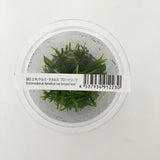 ADA Echinodorus tenellus 'Green' IC154