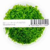 ADA Dwarf Pearl Micranthemum Monte Carlo IC029