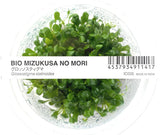 ADA Dwarf Pearl Glossostigma elatinoides IC005