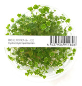 ADA Mini Sky Lake Coriander Hydrocotyle tripartita 'Mini' IC203