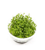 ADA Mini Sky Lake Coriander Hydrocotyle tripartita 'Mini' IC203