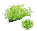 ADA Mini Sky Lake Coriander Hydrocotyle tripartita 'Mini' IC203