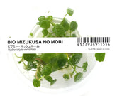 ADA South American coriander Hydrocotyle verticillata IC015