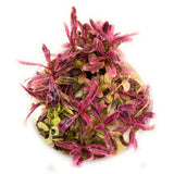 ADA Hygrophila lancea 'Chai' IC417