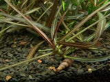 ADA Hygrophila sp. 'Araguaia' IC034