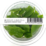 ADA Basalt Stone Lagenendra meeboldii 'green' IC216