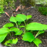 ADA Basalt Stone Lagenendra meeboldii 'green' IC216