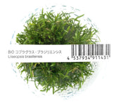 ADA South American turf Lilaeopsis brasiliensis IC009