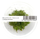 ADA Big Red Leaf Ludwigia peruensis IC013