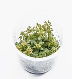 ADA Ludwigia repens 'Super red' IC407