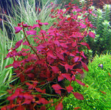 ADA Ludwigia repens 'Super red' IC407