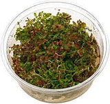 ADA red lip lilac Ludwigia senegalensis IC441