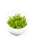 ADA Green Feather Myriophyllum hippuroides IC452