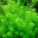 ADA Green Feather Myriophyllum hippuroides IC452