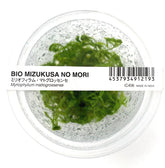 ADA Myrophyllium mattogrosense IC406