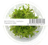 ADA Fountain Sun Pogostemon helferi IC035