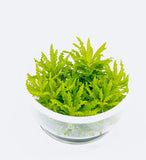 ADA Fountain Sun Pogostemon helferi IC035