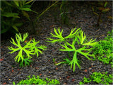 ADA Antlers Dwarf Pearl Ranaculus innunduatus IC296