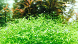 ADA Ranaculus innunduatus IC299