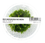 ADA Rotala rotundifolia IC024