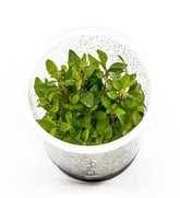 ADA Staurogyne repens IC030